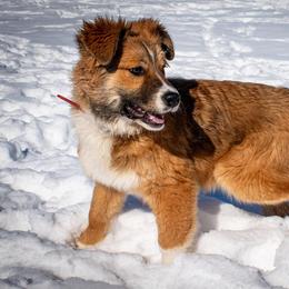 Sporty Mix Puppies from Seay's Sporty Mixes
