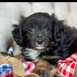 Thursday💜 - Black tri-color male Aussiedoodle puppy in Granbury, Texas from Triple Cross Doodles
