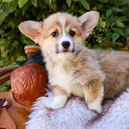 Blue collar - Red male Pembroke Welsh Corgi puppy in Caliente, California from Rafter Cross 7