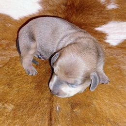 Dachshund Puppies from Bonner Miniature dachshunds
