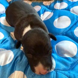 Puppy boy 1 - Black male Italian Greyhound puppy in North Carolina from Celtic Sighthounds