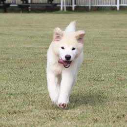 Soju - Jindo