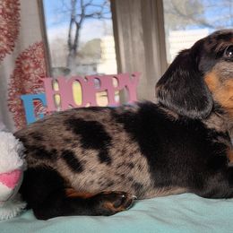 Dachshunds from Hardy Miniature Dachshunds