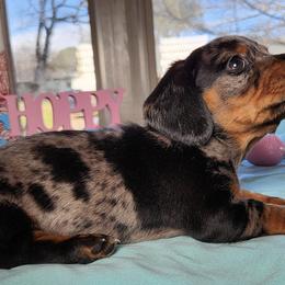 Dachshunds from Hardy Miniature Dachshunds