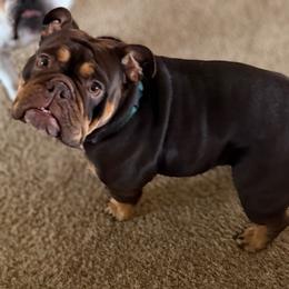 Maui - Bulldog