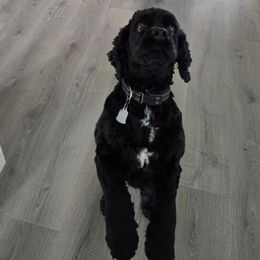 Bella - Cocker Spaniel