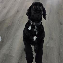 Bella - Cocker Spaniel