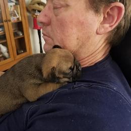 French Bulldog Puppies from Ginny's Frenchie's