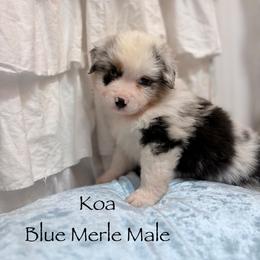 Koa - Blue merle male Miniature American Shepherd puppy in Olympia, Washington from Shamayim Shepherds