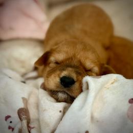 Red - Wheaten female Soft Coated Wheaten Terrier puppy in Gordonville, Texas from Serenity Valley Wheatens