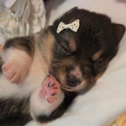 Star - Black and tan female Pembroke Welsh Corgi puppy in Austin, Texas from Cutest Corgi's of Austin