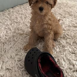Poodle Puppies from Sealy Toy Poodles