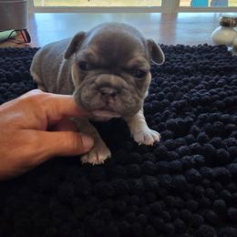 Gloria - Tricolors female French Bulldog puppy in Yellowstone County, Montana from JNS Frenchies
