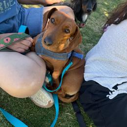 Weenie - Dachshund
