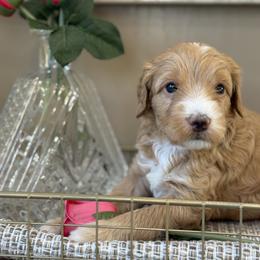 Benny - Parti male Goldendoodle puppy in Yuciapa, California from AlltheDoodlez_