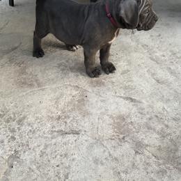 Cane Corso Puppies from A&B kennel