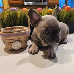 French Bulldog Puppies from Norris Frenchies
