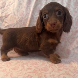 Girl 3 - Chocolate and tan female Dachshund puppy in Galax, Virginia from Dells  Dachshund’s