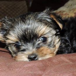 Yorkshire Terriers from Kelly's Fur-ever Friends