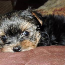 Yorkshire Terriers from Kelly's Fur-ever Friends