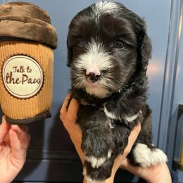Bean - Black and chalk male Australian Labradoodle puppy in Orange, California from Little Kingdom Doodles