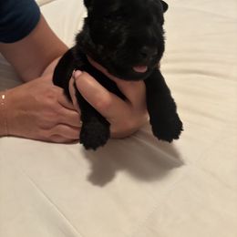 Black male - Black male Scottish Terrier puppy in Kansas City, Kansas from Midwest Scotties