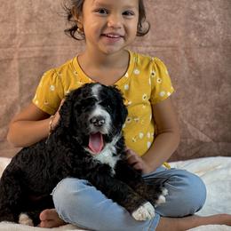 American Eskimo Dog and Bernedoodle Puppies from Shadow Kennels