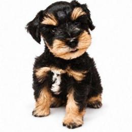 Beaux.  7 weeks - Black and silver male Miniature Schnauzer puppy in Lumberton, Texas from 1 Smart Choice Schnauzers Babies