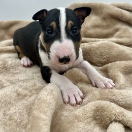 Fizzy - Black tan and white male Bull Terrier puppy in Sprauge, Washington from Mark My Words Bull Terriers