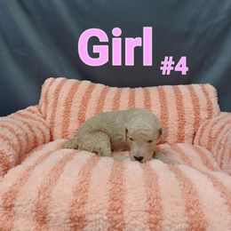 Goldendoodle Puppies from Georgetown designer dogs and purebred puppies