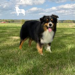 Australian Shepherd puppies from OR Aussies