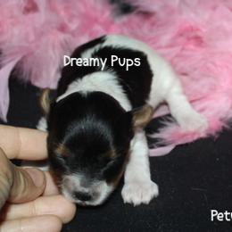AKC Petunia - Black tan and white female Biewer Terrier puppy in Kennesaw, Georgia from Dreamy Pups