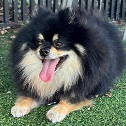 Pomeranians from House of Misio Pomeranians