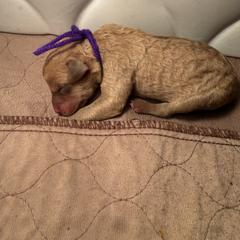 Purple Girl - Deadgrass female Chesapeake Bay Retriever puppy in Houston, Texas from Monarch Chesapeakes