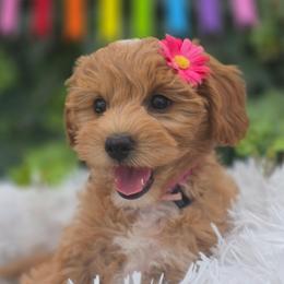 Abbey - Apricot female Goldendoodle puppy in Payson, Utah from Missy Doodles