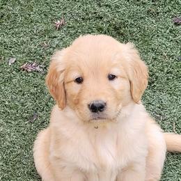 Kelly - Dark golden female Golden Retriever puppy in Orland, California from Elliott's Elite Puppies
