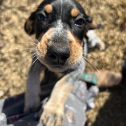 Bluetick Coonhound Puppies from The Boneyard Country Kennels