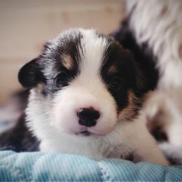 American Corgi and Pembroke Welsh Corgi Puppies from The Adirondack Corgi