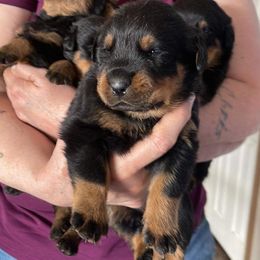 Boy 2 - Black and mahogany Rottweiler puppy in Newport Center, Vermont from Rosalyn's Rottweilers