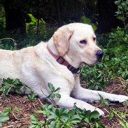 Labrador Retriever puppies from Gabriel Ben-Yosef's Labs
