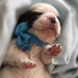 Bruno - Tricolor male Shih Tzu puppy in Sebring, Florida from Amarilys ShihTzus & Poodles