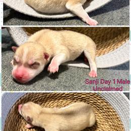 Sanji - Red and white male Siberian Husky puppy in Canton, Ohio from Bleu Skies Siberian Huskies
