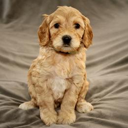 Primrose - Red female Australian Labradoodle puppy in Stanwood, Washington from Victoria Creek Australian Labradoodles