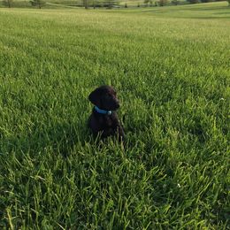 Labrador Retriever Puppies from Harvest Moon Farm