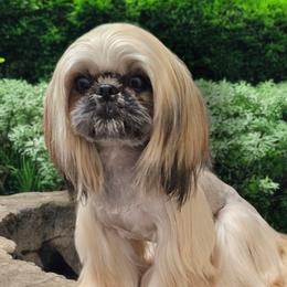 Dalton - Shih Tzu