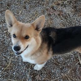 Mia - Pembroke Welsh Corgi