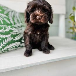 Australian Labradoodle Puppies from Fancy Pants Labradoodles