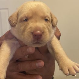 Dilute Retriever and Labrador Retriever Puppies from Moran’s Lab’s
