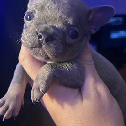 Sky Latte - Blue female French Bulldog puppy in New Castle, Delaware from Sasha’s Elite Kennel LLC