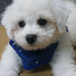 Bichon Frises, Companion Crosses, Maltipoos, and Poodles from Panther Creek Road